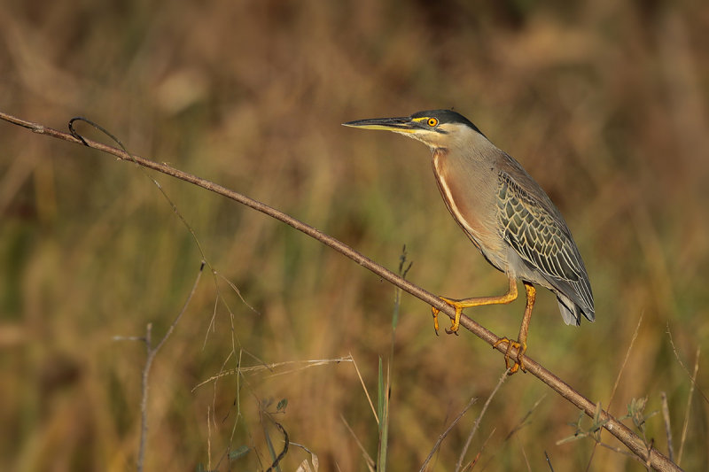 Striated Heron