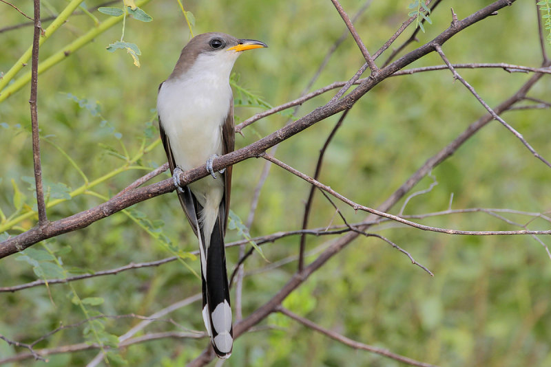 Yellow-billed Cuckoo