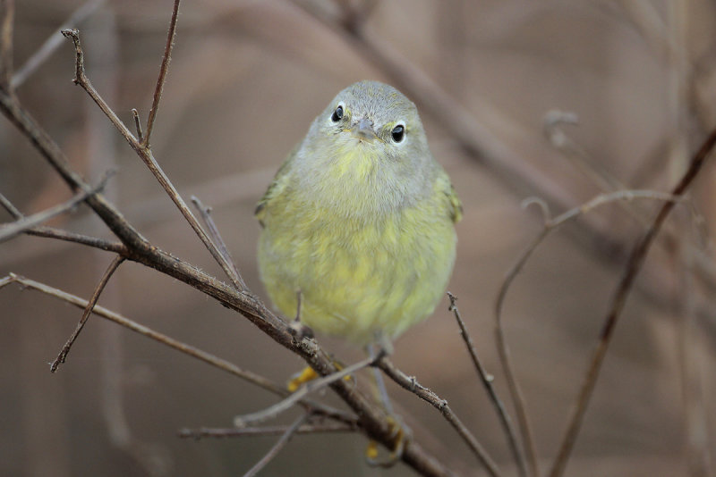 Orange-crowned Warbler