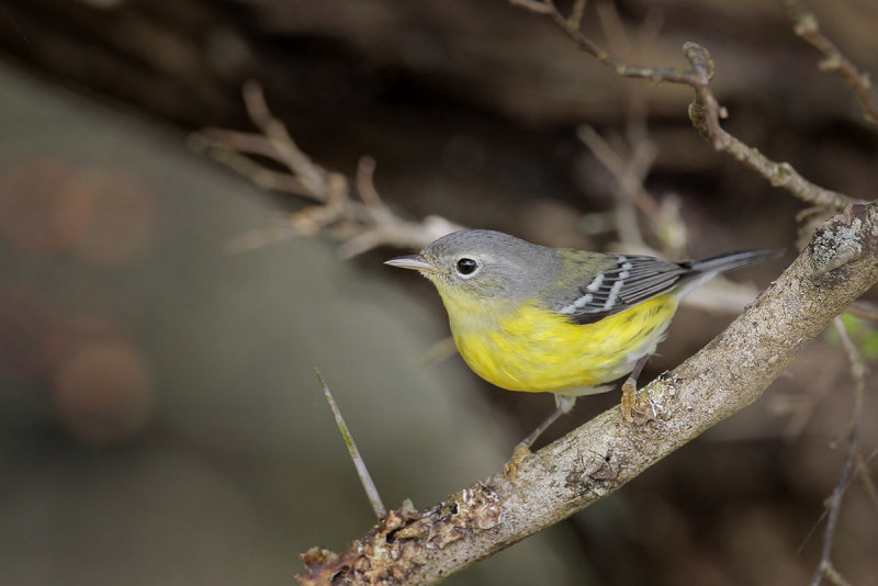 Magnolia Warbler