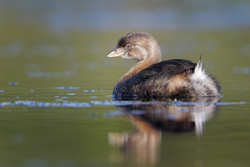 Pied-billed Grebe
