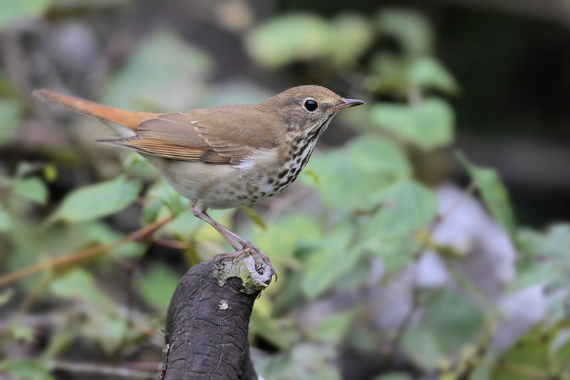 Hermit Thrush