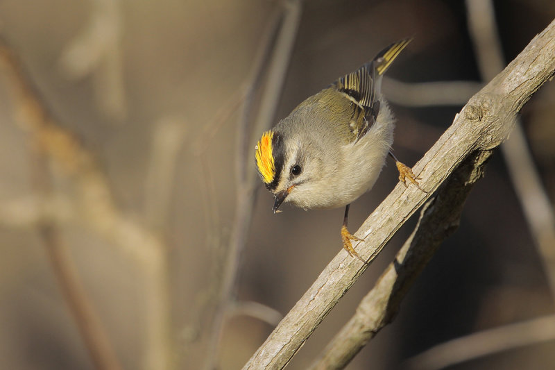 Golden-crowned Kinglet