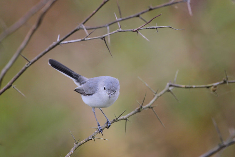 Blue-gray Gnatcatcher