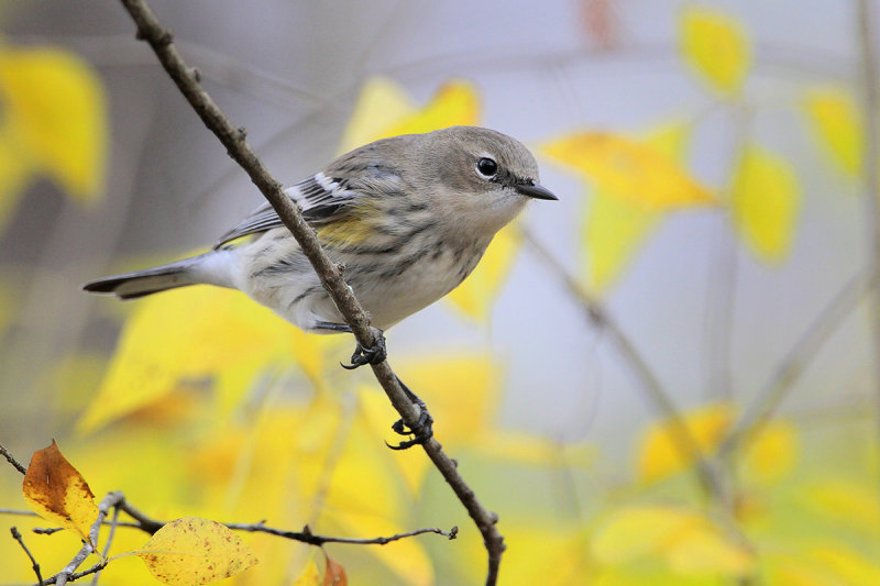 Yellow-rumped Warbler (myrtle)