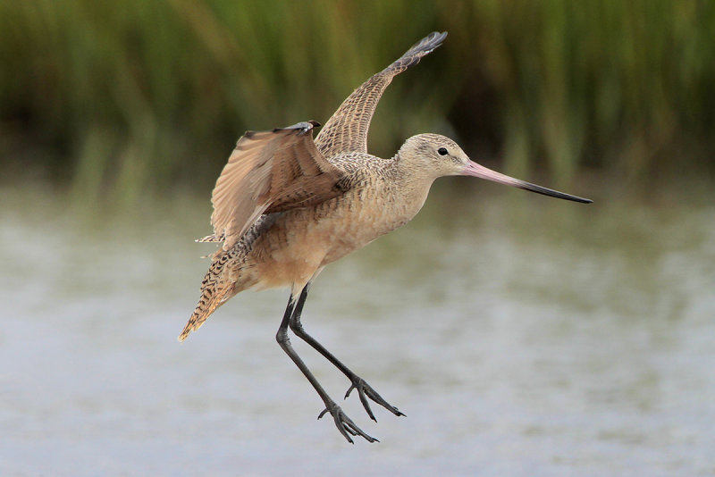 Marbled Godwit