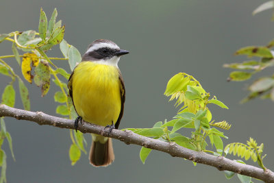 Social Flycatcher