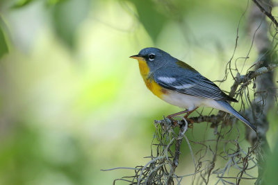 Northern Parula