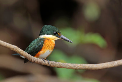 American Pygmy Kingfisher