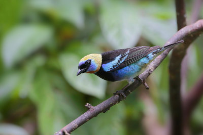 Golden-hooded Tanager