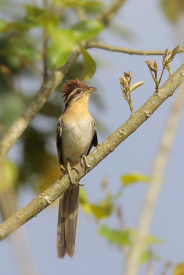 Striped Cuckoo