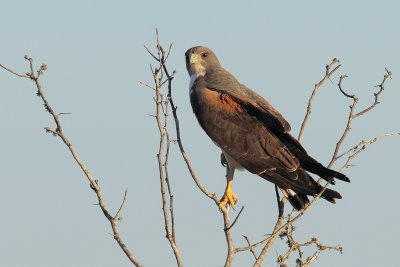 White-tailed Hawk