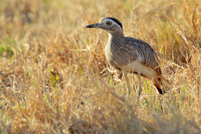 Double-striped Thick-knee