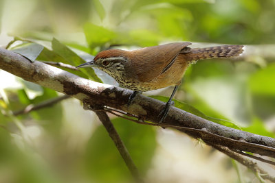 Spot-breasted Wren