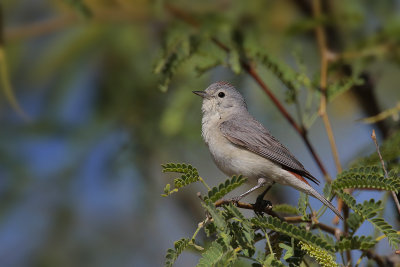 Lucy's Warbler