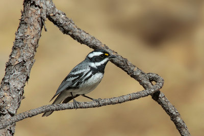 Black-throated Gray Warbler