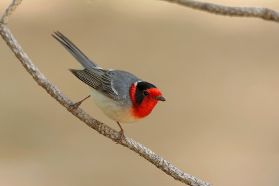 Red-faced Warbler