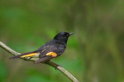 American Redstart