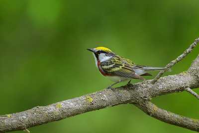 Chestnut-sided Warbler