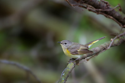 American Redstart