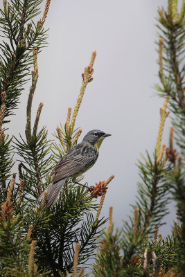 Kirtland's Warbler