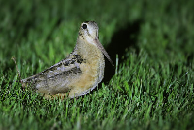 American Woodcock