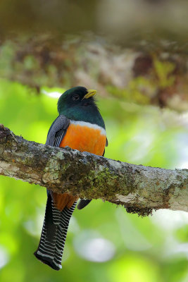 Orange-bellied Trogon