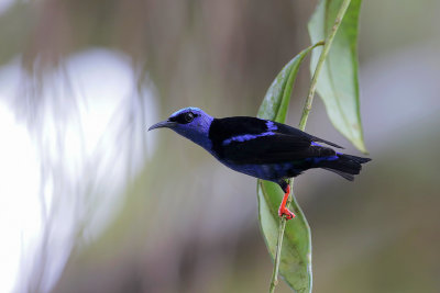 Red-legged Honeycreeper