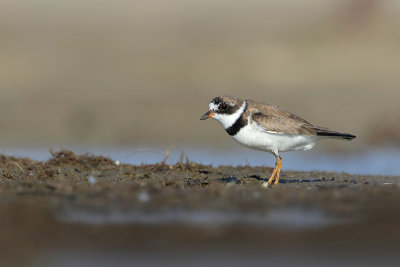Semipalmated Plover