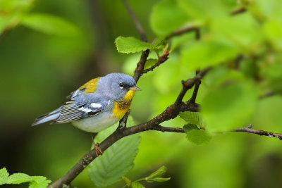 Northern Parula