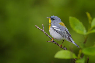 Northern Parula