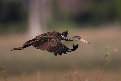 Limpkin