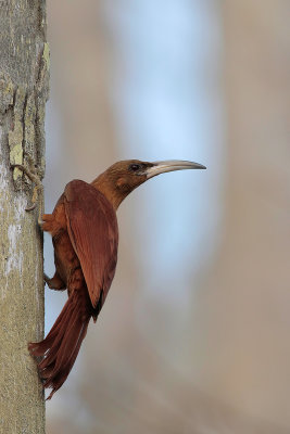 Great Rufous Woodcreeper