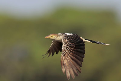 Guira Cuckoo