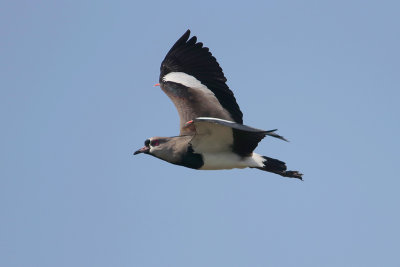 Southern Lapwing