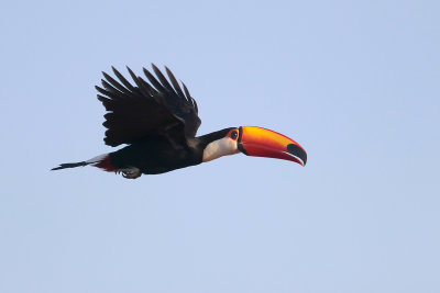 Toco Toucan