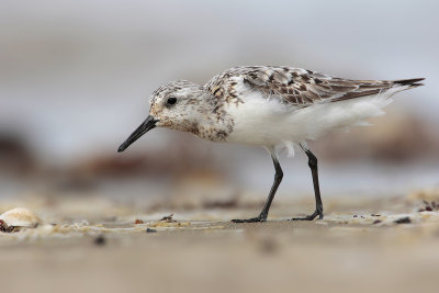 Sanderling