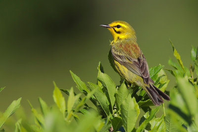 Prairie Warbler