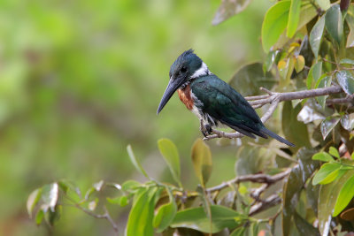 Amazon Kingfisher