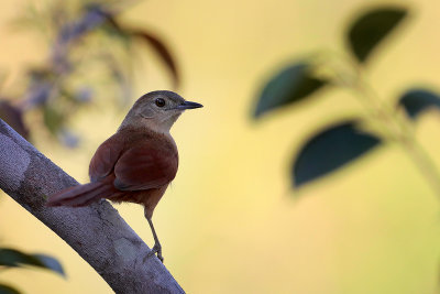 White-lored Spinetail