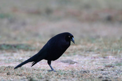 Giant Cowbird