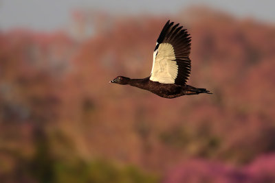 Muscovy Duck