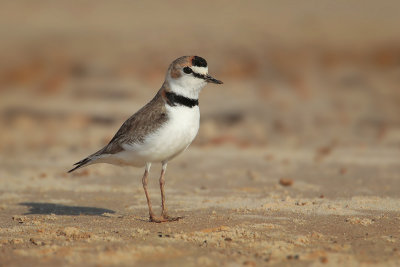 Collared Plover