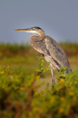 Great Blue Heron