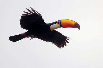 Toco Toucan