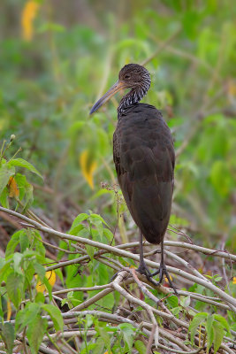 Limpkin