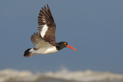 American Oystercatcher