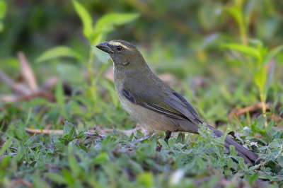 Green-winged Saltator