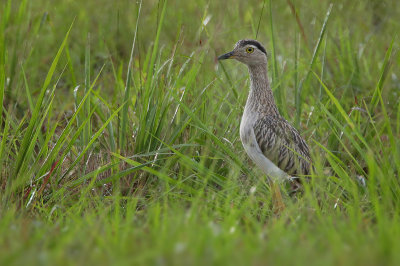 Double-striped Thick-knee