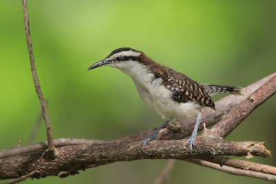 Rufous-naped Wren